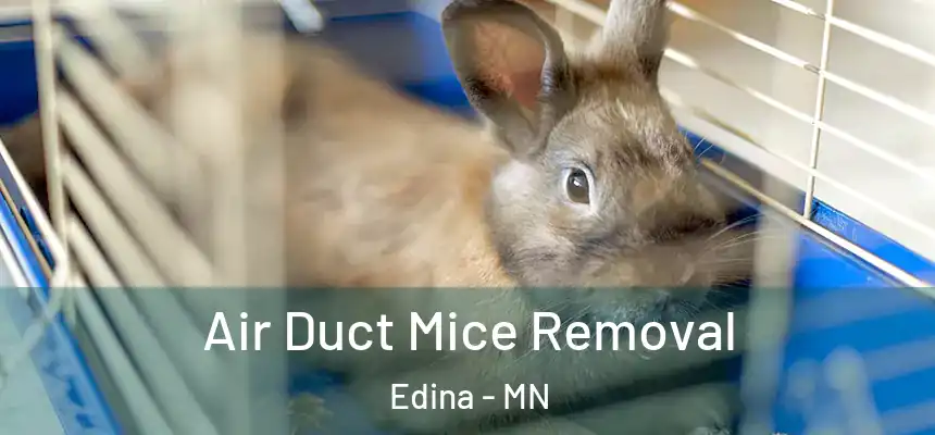 Air Duct Mice Removal Edina - MN